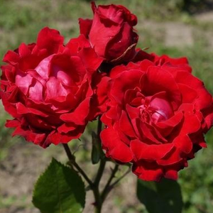 Алая - Роза форибунда крупноцветковая 